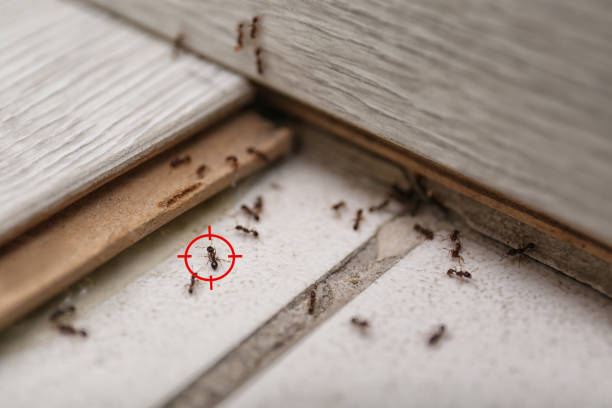 Best Termite Control Services  in Cherry Hills Village, CO